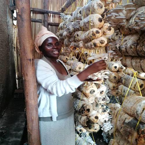 Mushroom Training Workshop - Learning Cultivation Techniques