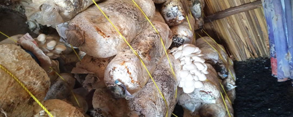 Community Mushroom Cultivation Project